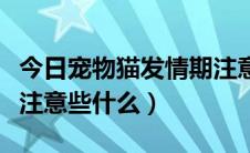 今日宠物猫发情期注意事项（猫咪发情时需要注意些什么）