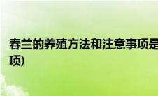 春兰的养殖方法和注意事项是什么(春兰的养殖方法和注意事项)