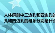 人体解剖中三边孔和四边孔的概念是什么（人体解剖中三边孔和四边孔的概念分别是什么）