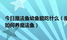 今日魔法鱼幼鱼能吃什么（魔法鱼怎么饲养魔法鱼饲养步骤如何养魔法鱼）