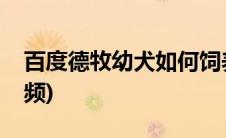 百度德牧幼犬如何饲养视频(德牧幼犬训练视频)