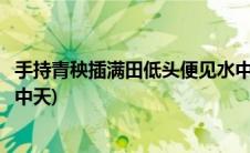 手持青秧插满田低头便见水中天(手把青秧种福田低头便见水中天)