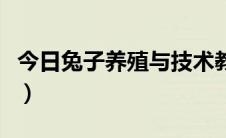 今日兔子养殖与技术教学（兔子养殖技术教程）