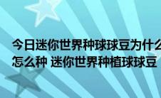 今日迷你世界种球球豆为什么会消失（新版迷你世界球球豆怎么种 迷你世界种植球球豆）