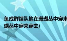 鱼成群结队地在珊瑚丛中穿来穿去中心句(鱼成群结队地在珊瑚丛中穿来穿去)