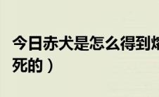 今日赤犬是怎么得到熔岩果实的（赤犬是怎么死的）