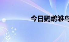 今日鹦鹉雏鸟饲养的技巧