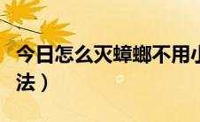 今日怎么灭蟑螂不用小苏打（怎么灭蟑螂的方法）