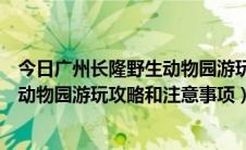 今日广州长隆野生动物园游玩路线攻略最新（广州长隆野生动物园游玩攻略和注意事项）