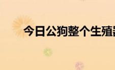 今日公狗整个生殖器掉光是怎么回事