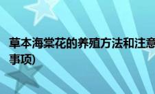 草本海棠花的养殖方法和注意事项(海棠花的养殖方法和注意事项)