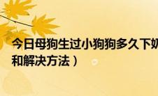 今日母狗生过小狗狗多久下奶（母狗生了小狗奶结块的征兆和解决方法）