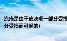 冻疮是由于皮肤哪一部分受损而引起(冻疮是由于皮肤哪一部分受损而引起的)