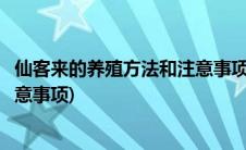 仙客来的养殖方法和注意事项是什么(仙客来的养殖方法和注意事项)