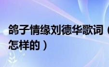 鸽子情缘刘德华歌词（鸽子情缘刘德华歌词是怎样的）