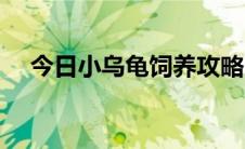 今日小乌龟饲养攻略（小乌龟饲养方法）