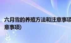 六月雪的养殖方法和注意事项怎么养(六月雪的养殖方法和注意事项)