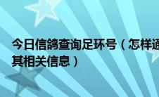 今日信鸽查询足环号（怎样通过信鸽足环查找信鸽所在地及其相关信息）