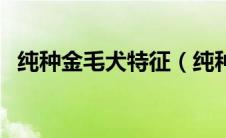 纯种金毛犬特征（纯种金毛犬特征有哪些）