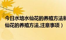 今日水培水仙花的养殖方法和注意事项（水培水仙花水培水仙花的养殖方法,注意事项）