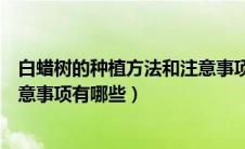 白蜡树的种植方法和注意事项（详解白蜡树的种植方法和注意事项有哪些）