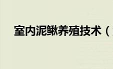 室内泥鳅养殖技术（泥鳅养殖注意事项）