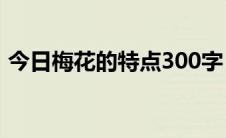 今日梅花的特点300字（梅花的特点是什么）