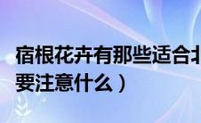 宿根花卉有那些适合北方种植（种植的时候需要注意什么）