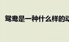 鸳鸯是一种什么样的动物(鸳鸯是一夫一妻)