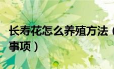 长寿花怎么养殖方法（长寿花养殖方法及注意事项）