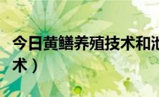 今日黄鳝养殖技术和池子的建造（黄鳝养殖技术）