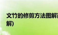 文竹的修剪方法图解简单(文竹的修剪方法图解)