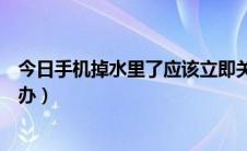 今日手机掉水里了应该立即关机吗（手机掉水里了应该怎么办）