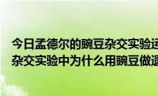 今日孟德尔的豌豆杂交实验运用了什么方法（孟德尔的豌豆杂交实验中为什么用豌豆做遗传实验容易取得成功）