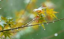 结婚当天下雨有什么说法（结婚当天下雨好还是不下雨好呢）