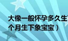 大像一般怀孕多久生下像宝宝（大象怀胎33个月生下象宝宝）