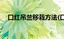 口红吊兰移栽方法(口红吊兰的繁殖方法)