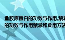 鱼胶原蛋白的功效与作用,禁忌和食用方法图片（鱼胶原蛋白的功效与作用禁忌和食用方法）