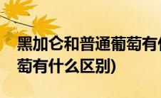 黑加仑和普通葡萄有什么区别吗(黑加仑和葡萄有什么区别)