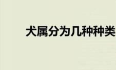 犬属分为几种种类（犬属分为几种）