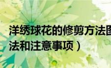 洋绣球花的修剪方法图解（洋绣球花的养殖方法和注意事项）