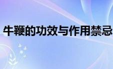 牛鞭的功效与作用禁忌（牛鞭的功效与作用）