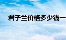 君子兰价格多少钱一盆贵（君子兰价格）