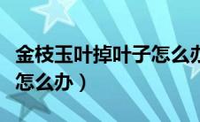 金枝玉叶掉叶子怎么办视频（金枝玉叶掉叶子怎么办）