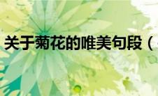 关于菊花的唯美句段（关于菊花的唯美句子）