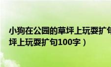 小狗在公园的草坪上玩耍扩句100字作文（小狗在公园的草坪上玩耍扩句100字）