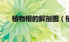 植物根的解剖图（植物根的结构图片）