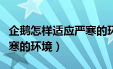 企鹅怎样适应严寒的环境呢（企鹅怎样适应严寒的环境）