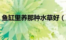 鱼缸里养那种水草好（鱼缸里最好养的水草）