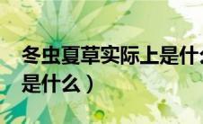 冬虫夏草实际上是什么?（冬虫夏草实际上它是什么）